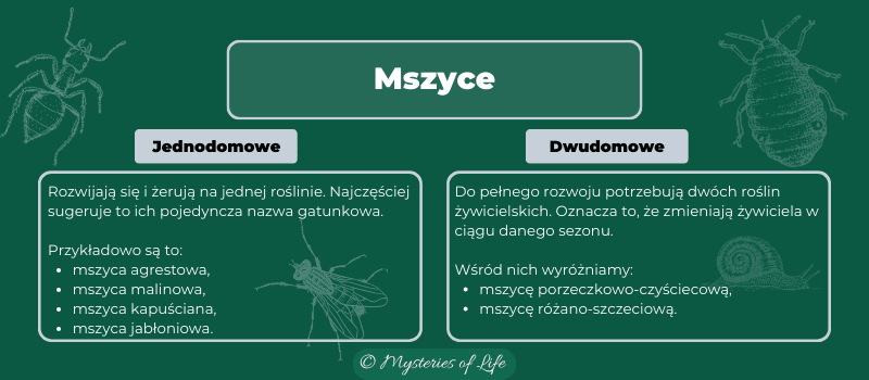 Mszyce. Grafika przedstawiająca podział mszyc na jednodomowe i dwudomowe