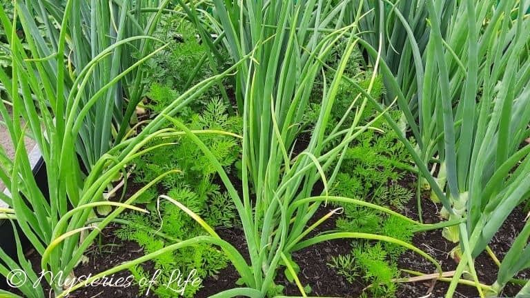 Uprawa współrzędna cebuli i marchwi