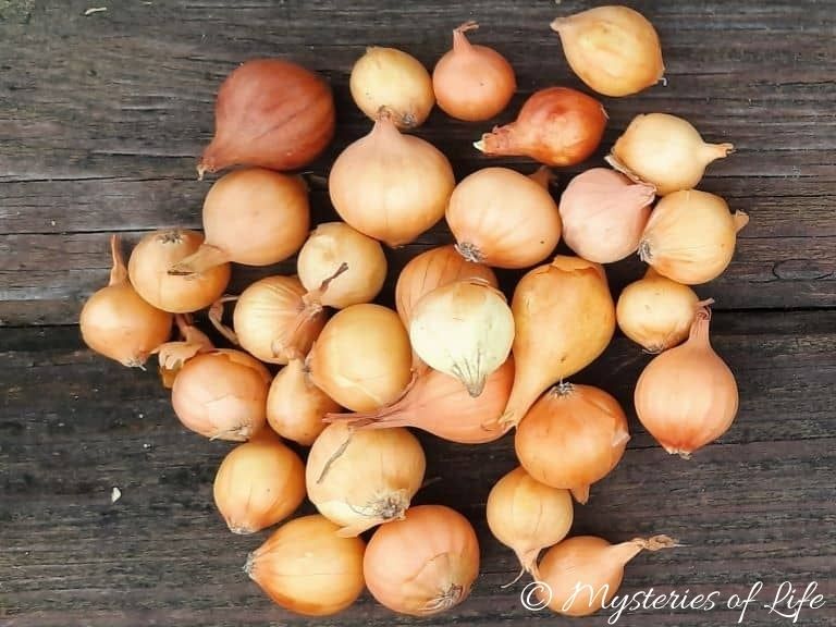 Cebula dymka - uprawa