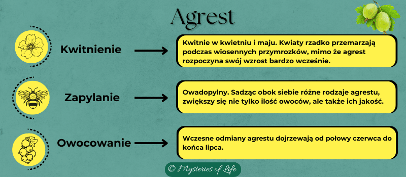 Agrest - kwitnienie, zapylanie i owocowanie