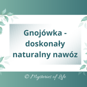Czym jest gnojówka, jak sporządza się gnojówkę. Stanowi idealny naturalny nawóz