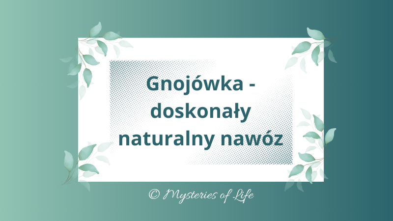 Czym jest gnojówka, jak sporządza się gnojówkę. Stanowi idealny naturalny nawóz