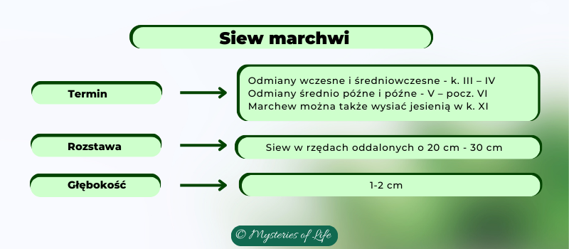 Grafika pokazuje jak siać marchew. Jaki jest najbardziej odpowiedni termin siewu marchwi, w jakiej rozstawie siać marchew oraz na jaką głębokość.