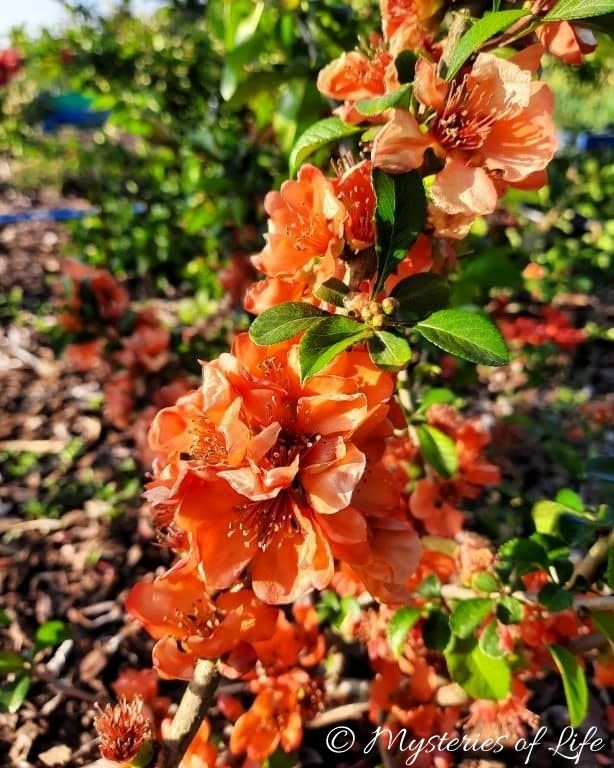 Bujne łososiowe kwiaty pigwowca japońskiego