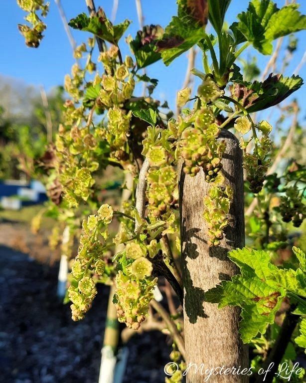 Czerwona porzeczka. Kwiaty porzeczki czerwonej posadzonej w jagodniku.