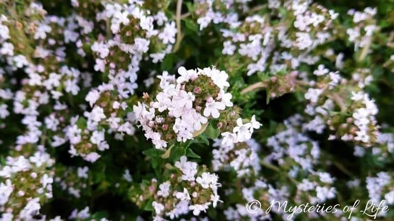 Tymianek rosnący w ogródku ziołowym w pełni kwitnienia
