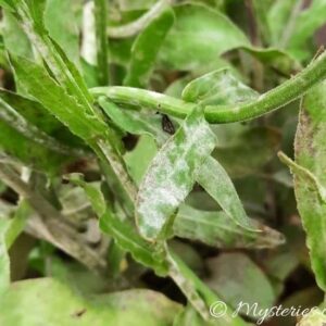 Nagietek lekarski zaatakowany przez mączniaka prawdziwego - chorobę grzybową roślin