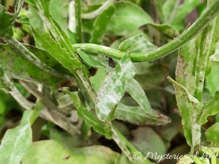 Nagietek lekarski zaatakowany przez mączniaka prawdziwego - chorobę grzybową roślin