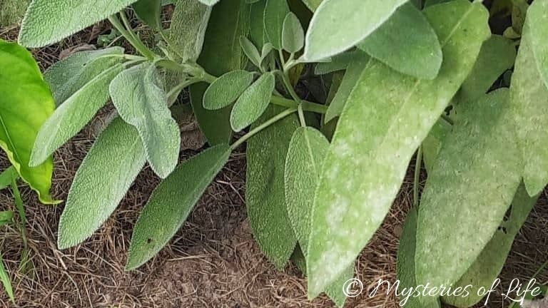 Szałwia zaatakowana przez chorobę grzybową, jaką jest mączniak prawdziwy