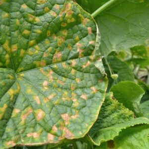 Zmiany na liściach ogórka spowodowane chorobą grzybową - mączniakiem rzekomym dyniowatych