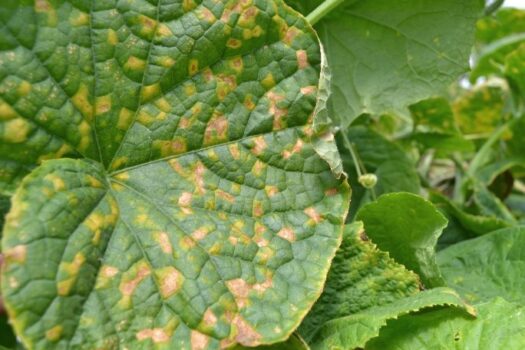 Zmiany na liściach ogórka spowodowane chorobą grzybową - mączniakiem rzekomym dyniowatych