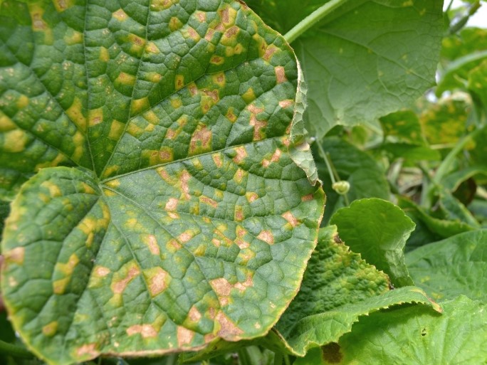 Zmiany na liściach ogórka spowodowane chorobą grzybową - mączniakiem rzekomym dyniowatych