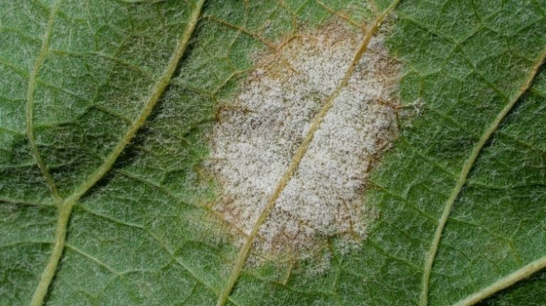 Mączniak rzekomy widoczny na liściu winorośli