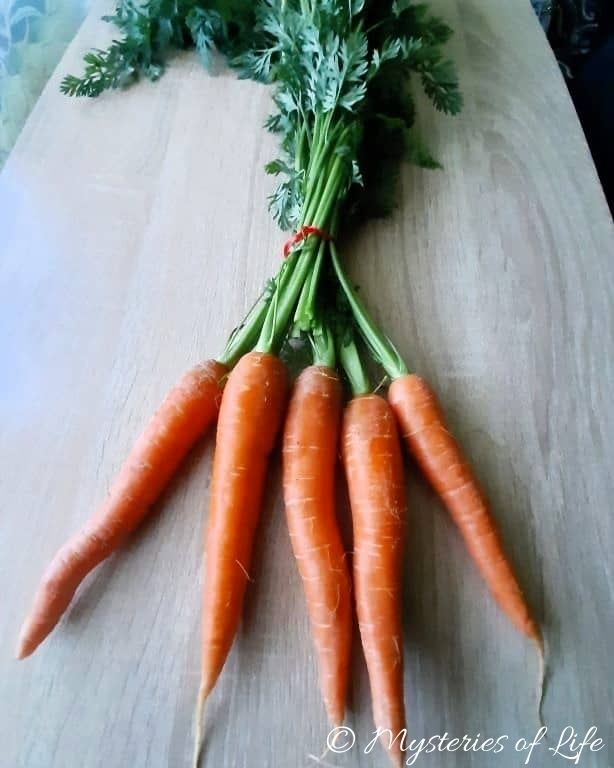 Marchew zwyczajna świeżo zebrana z grządki, zawinięta w pęczek