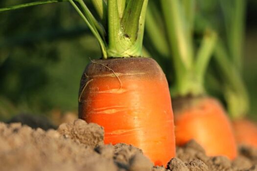 Pomarańczowa marchew zwyczajna rosnąca w glebie