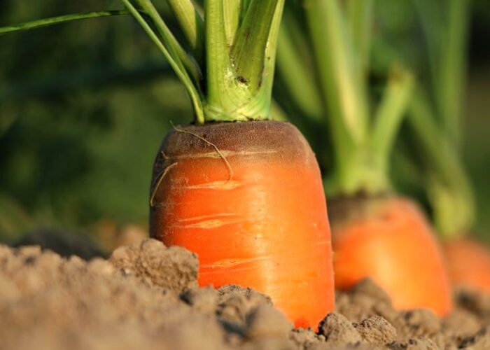 Pomarańczowa marchew zwyczajna rosnąca w glebie