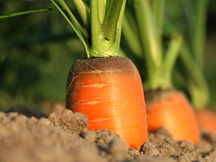 Pomarańczowa marchew zwyczajna rosnąca w glebie