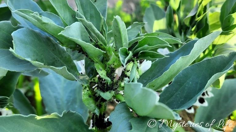 Bób zaatakowany przez mszycę burakową w warzywniku