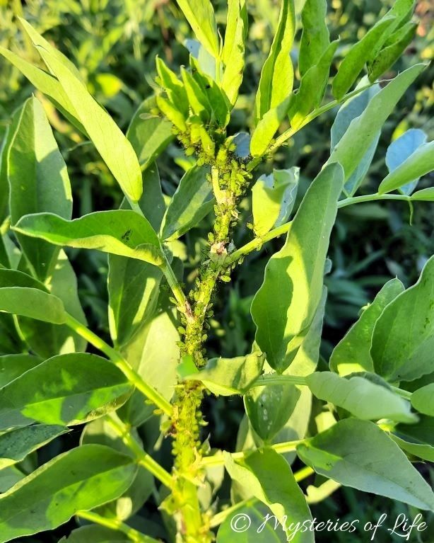 Zielona mszyca zaatakowała bób