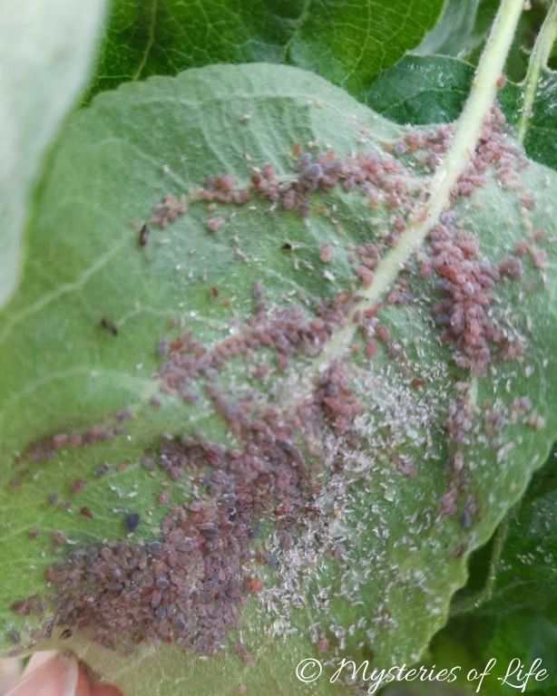 Liść jabłoni zaatakowany przez mszycę jabłoniową w sadzie