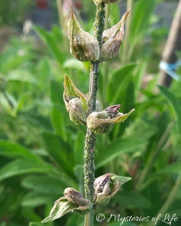 Pęd kwiatowy szałwii zaatakowany przez mszyce