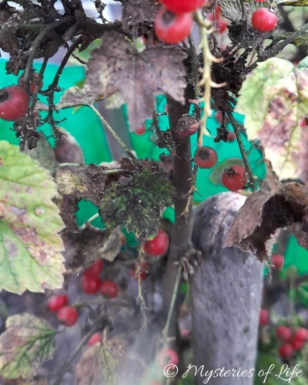 Spadź znajdująca się na krzewie czerwonej porzeczki wytworzona przez mszyce