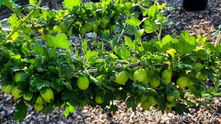 Gałąź krzewu agrestu rosnącego w jagodniku