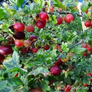 Dojrzewające owoce czerwonego agrestu na krzewie rosnącym w jagodniku