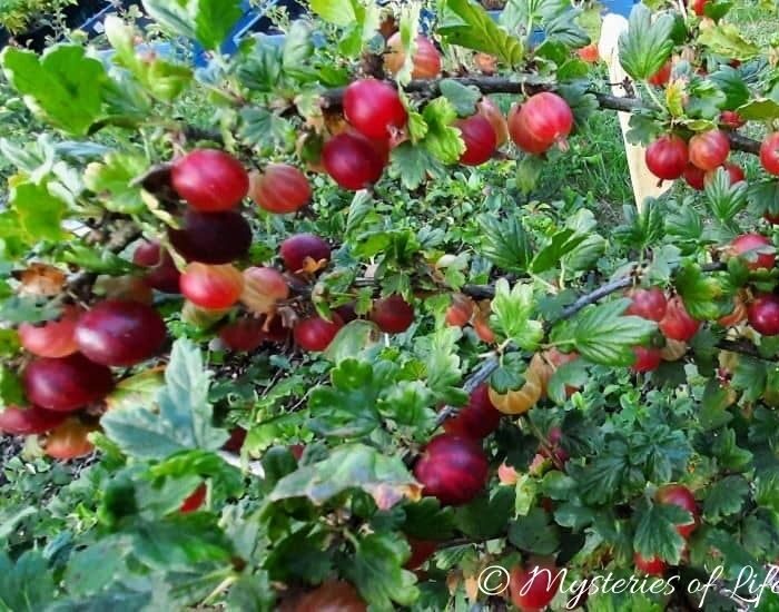 Dojrzewające owoce czerwonego agrestu na krzewie rosnącym w jagodniku