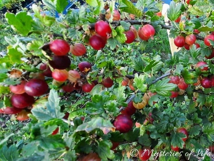 Dojrzewające owoce czerwonego agrestu na krzewie rosnącym w jagodniku