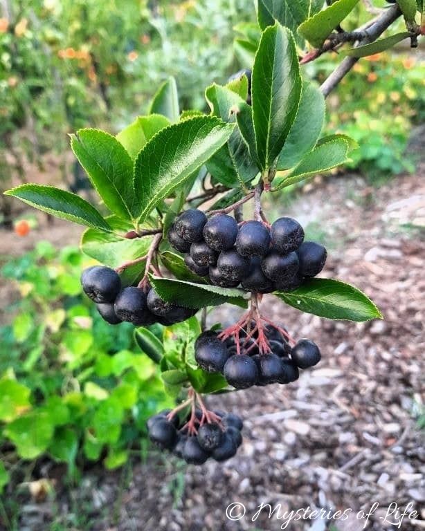 Aronia - czarne, dojrzałe, gotowe do zbioru owoce w jagodniku