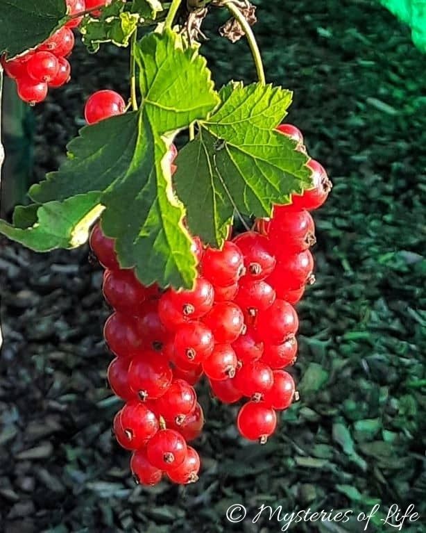 Czerwona porzeczka - dorodne, dojrzałe owoce.