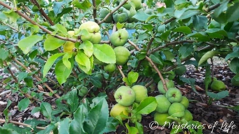 Żółtozielone owoce pigwowca japońskiego w ogrodzie