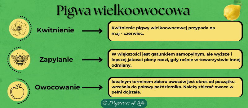 Jak zapylana jest pigwa wielkoowocowa, kiedy kwitnie i owocuje pigwa