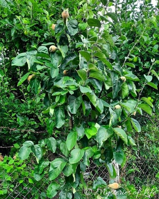 Gruszkokształtne zawiązki owoców pigwy wielkoowocowej