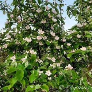 Bladoróżowe kwiaty pigwy wielkoowocowej w sadzie