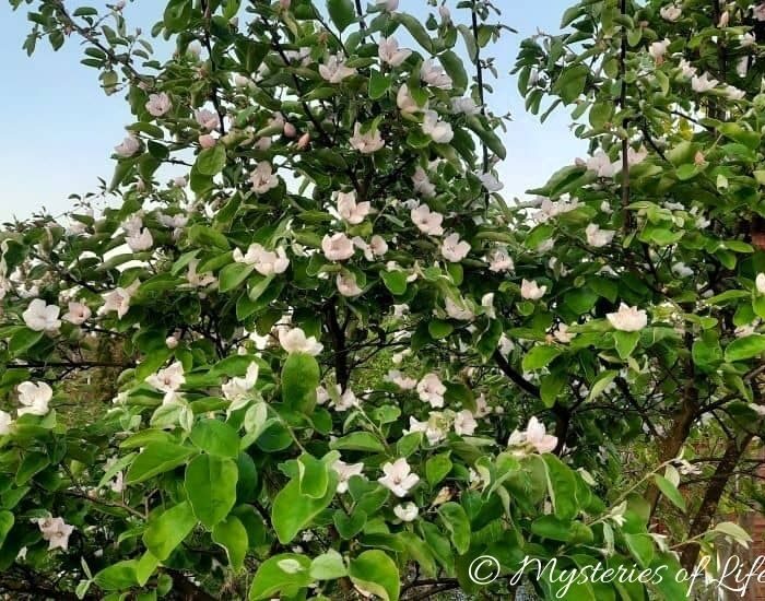 Bladoróżowe kwiaty pigwy wielkoowocowej w sadzie