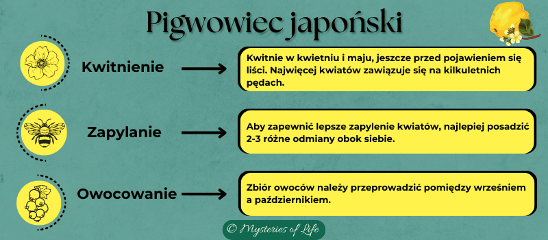 Pigwowiec japoński. Kwitnienie, zapylanie i owocowanie.