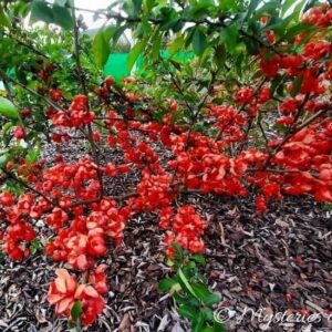 Pigwowiec japoński obsypany mnóstwem czerwonych kwiatów