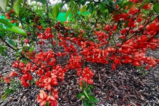 Pigwowiec japoński obsypany mnóstwem czerwonych kwiatów