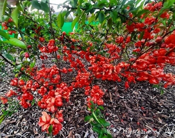 Pigwowiec japoński obsypany mnóstwem czerwonych kwiatów