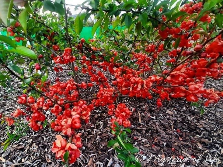 Pigwowiec japoński obsypany mnóstwem czerwonych kwiatów