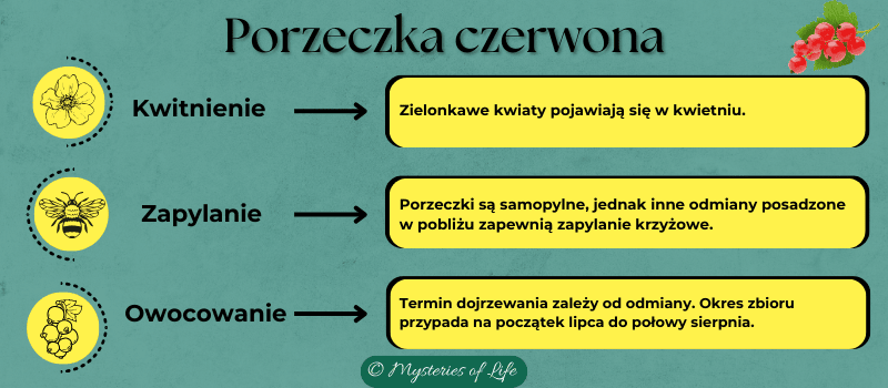 Kwitnienie, owocowanie i zapylanie porzeczki czerwonej