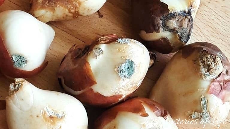 Charakterystyczna szara pleśń na cebulach tulipanów