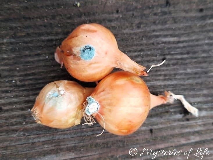 Szara pleśń na cebuli dymce przeznaczonej do sadzenia na grządce.