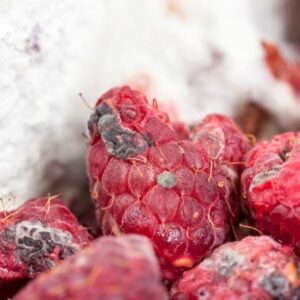 owoce maliny z objawami szarej pleśni