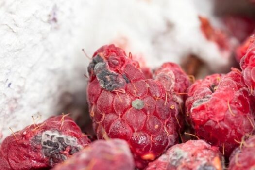 owoce maliny z objawami szarej pleśni