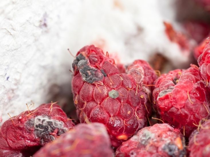 owoce maliny z objawami szarej pleśni