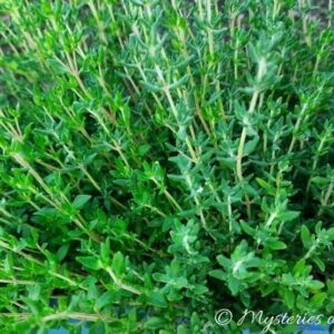 Tymianek w ziołowniku - młode, zielone pędy.