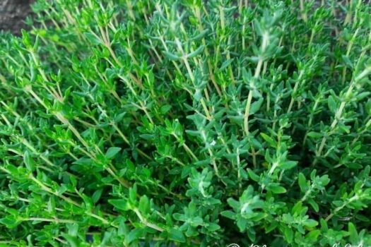 Tymianek w ziołowniku - młode, zielone pędy.